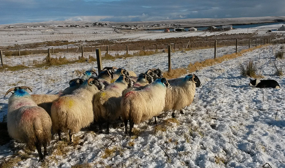 sheepdog herding sheep on the croft at 26 Back, snow on the ground
